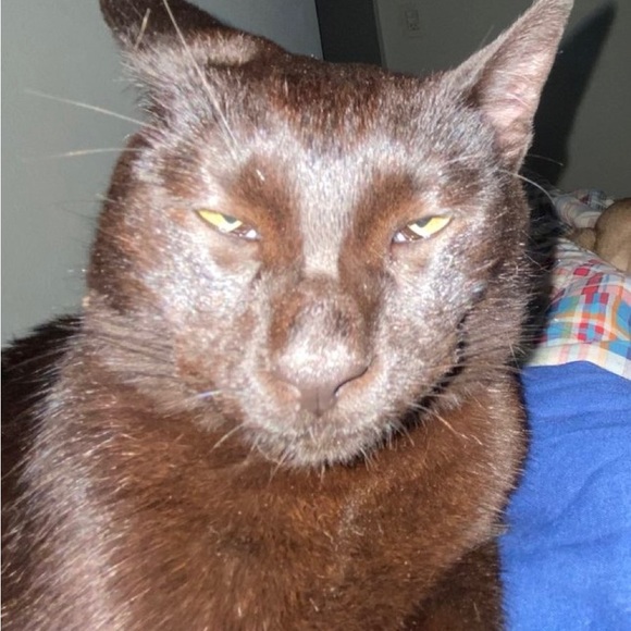 Profile Picture of Jun Li (@dizzyjun) on Poshmark