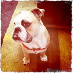 Profile Picture of chad powell (@derbyhound) on Instagram