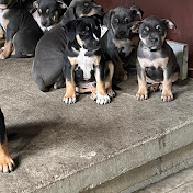 Profile Picture of Gene Pizzillo (@GenePizzillo) on Youtube