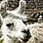 Profile Picture of Amy Schneider (@eb4615a5353dad9337debf9aaf303bd5) on Flickr