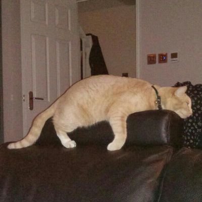 Profile Picture of Graham Howland (@HowlandGraham) on Twitter