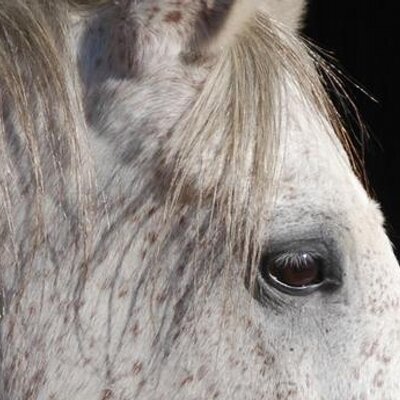 Profile Picture of Clay Seale (@TexasLazyK) on Twitter