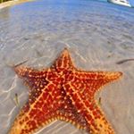 Profile Picture of Aurelia Alonzo-Ortiz (@aureliaalonzoortiz) on Instagram