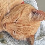 Profile Picture of Matthew Donnelly (@_matthew_donnelly_) on Instagram