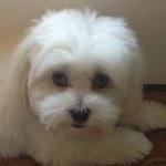 Profile Picture of Dinka (@dinkadaniel) on Instagram