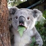 Profile Picture of ROBERT (@bobby_henry_shmurda) on Instagram