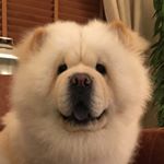 Profile Picture of 💙 Chester Chow Chow 💙 (@chesterchow.and.karen) on Instagram