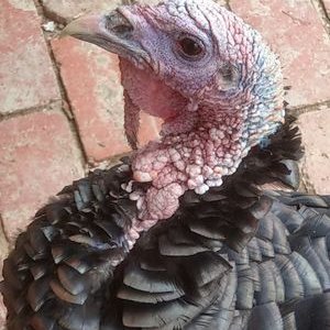 Profile Picture of Richard Burn (@FranklyRB_1) on Twitter