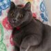 Profile Picture of Sue Koch (@koch0815) on Pinterest