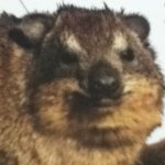 Profile Picture of Tony Lutz (@tonythebowler45) on Instagram