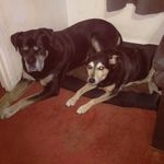 Profile Picture of Suzanne Bailey (@suzy_louby) on Instagram