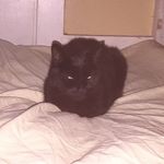 Profile Picture of Clover Raymond-Ayer (@clover.raymondayer) on Instagram