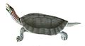 Profile Picture of Red-crowned roofed turtleon Wikipedia