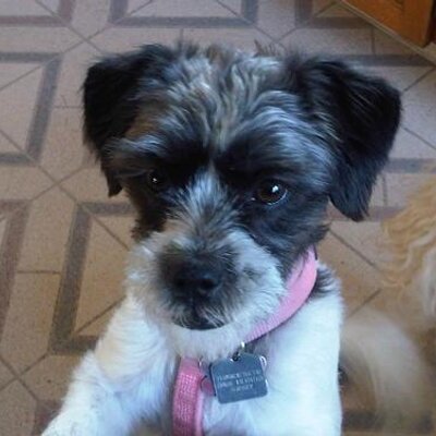 Profile Picture of Piper J. Russell (@TrevorYYC) on Twitter