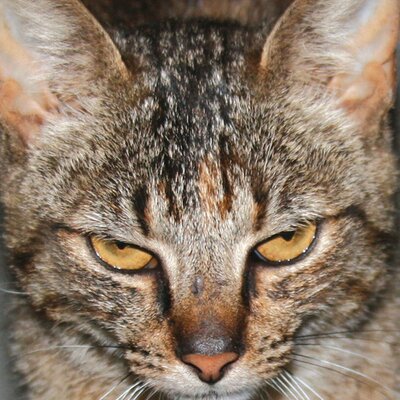 Profile Picture of Janet Calhoun (@Smeagolmad) on Twitter