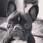 Profile Picture of Prince Curtis (@princethefrenchbulldog) on Instagram