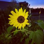 Profile Picture of Ami Moore Baumgartner (@amibaumgartner) on Instagram