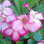 Rosemary Silva - Instagram Profile Picture of Rosemary Silva (@rosesilpe) on Instagram