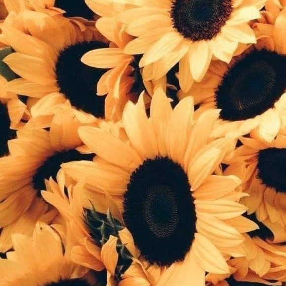 Profile Picture of Dottie Raikowski (@dottieraikowski) on Poshmark