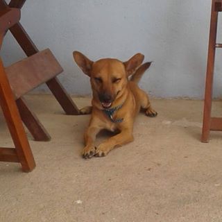 Profile Picture of Scooby Cravo (@scooby.cravo) on Facebook