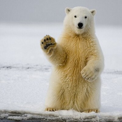 Profile Picture of Duncan Anderson (@MouthOfTheUmber) on Twitter