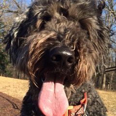 Profile Picture of Sheree Beane (@shereebeane1) on Tiktok