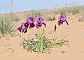 Profile Picture of Iris mariaeon Wikipedia
