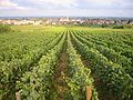 Profile Picture of Marsannay wineon Wikipedia