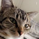 Snow Howard-lewis - Instagram Profile Picture of Snow Howard-lewis (@snow_winter.cat) on Instagram