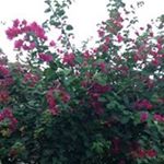 Profile Picture of Robert Gilliard (@gilliard.robert) on Instagram