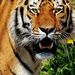 Profile Picture of Sukhnandan Singh (@singhsukhnandan) on Pinterest