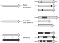 Profile Picture of Mutagenesis (molecular biology technique)on Wikipedia