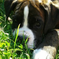 Profile Picture of Josh Dyke (@josh-dyke-3) on Quora