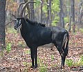 Profile Picture of Joof family - Wikipediaon Wikipedia