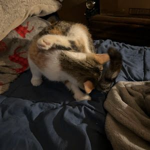Profile Picture of amyshampang (@amyshampang) on Tiktok