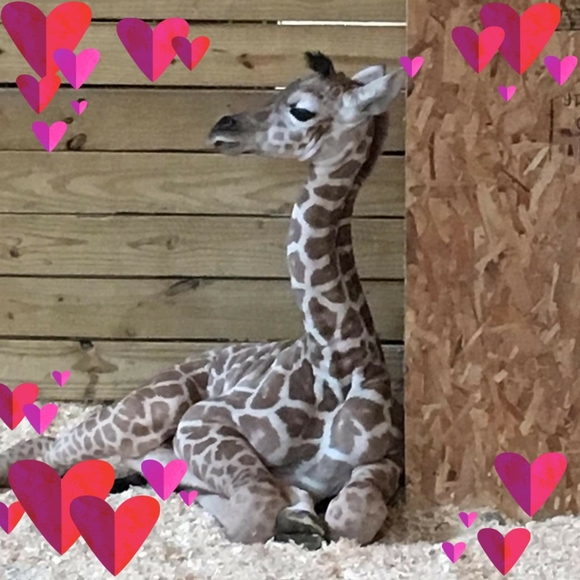 Profile Picture of Chris Lindsay (@rk_lindsay) on Poshmark