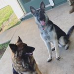 Profile Picture of Sir & Sky 🤠🐶 (@sirandskypuppyfamily) on Instagram
