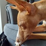 Profile Picture of Lori Cirneco dell'Etna & Ludwik Podenco Ibicenco (@lori_cirneco_ludwik_podenco) on Instagram