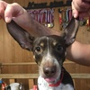 Profile Picture of Denis Nestor (@@denisnestor1) on Tiktok