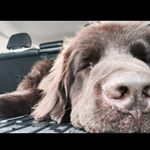 Profile Picture of Otis, Matthews, Ida🐾🐾👣💚💛🖤 (@otismateoyyo) on Instagram