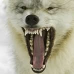 Profile Picture of Joe Scribellito (@joe.scribellito.7) on Facebook