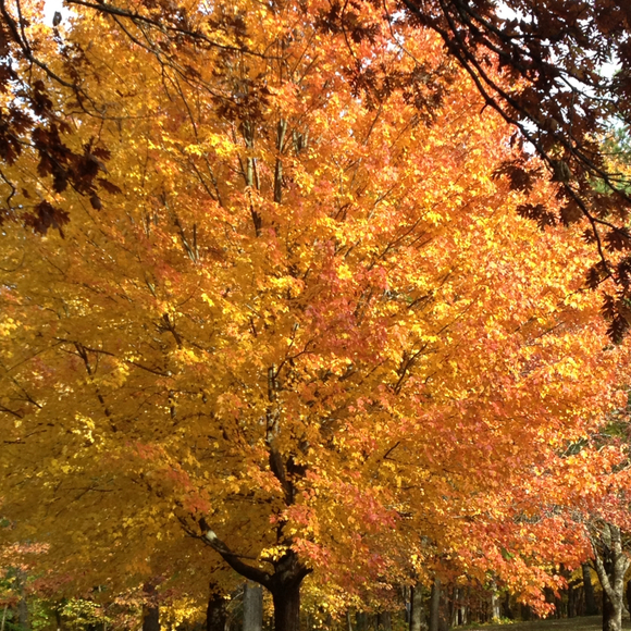 Profile Picture of Micki Lindenmeyer (@mickilind) on Poshmark