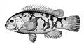 Profile Picture of Tautog - Wikipediaon Wikipedia