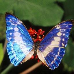 Profile Picture of Amber Dawn Almodovar (@aalmodovar7) on Twitter