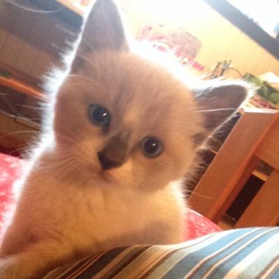 Profile Picture of Juliette Gauthier (@jujumiou1) on Twitter