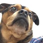Profile Picture of Bernard Sanders (@sugarfeetjuliette) on Instagram