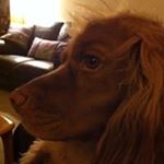 Profile Picture of Joanna Black (@iainandjoanna) on Instagram