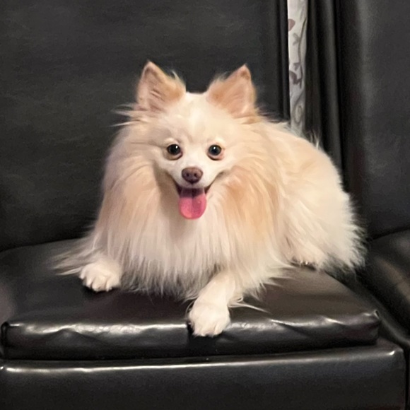 Profile Picture of Vang Vang (@vang) on Poshmark