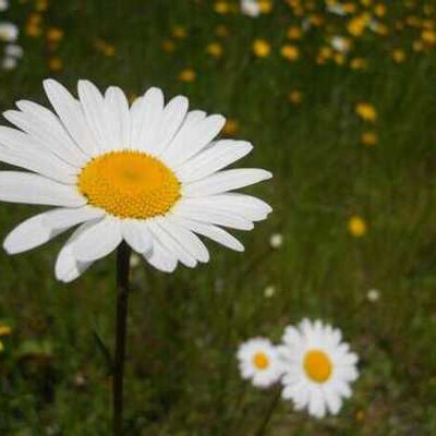 Profile Picture of Debra Koehler (@koehlerdk) on Twitter