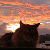 Yesenia Lobo - Youtube Profile Picture of Yesenia Lobo (@yesyloboa) on Youtube